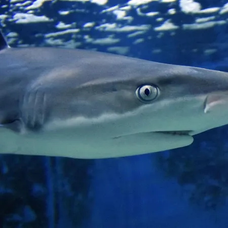 Apartament Ulika Pula